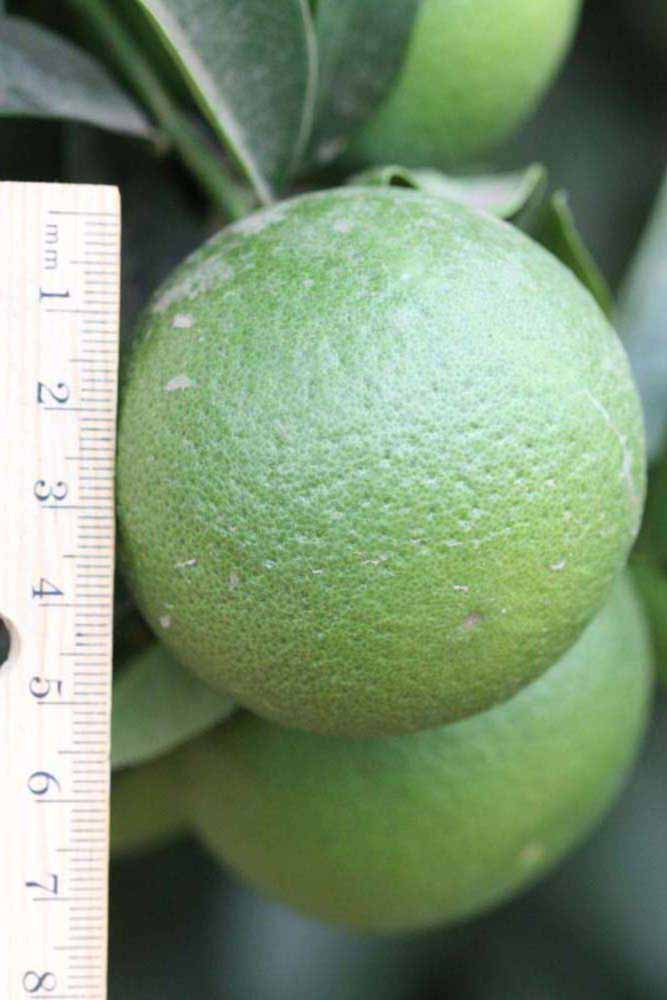              Immature fruit (Riverside, CA)       